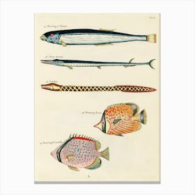 Colourful And Surreal Illustrations Of Fishes Found In Moluccas (Indonesia) And The East Indies, Louis Renard(50) Canvas Print
