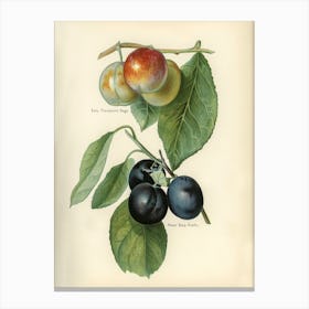 Vintage Illustration Of Early Transparent Gage, River S Early Prolific Plum, John Wright Canvas Print