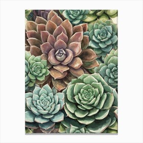 Succulents 2 Canvas Print