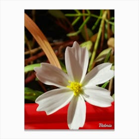 White Flower 5 Canvas Print