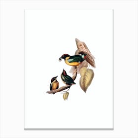 Vintage Noisy Pitta Bird Illustration on Pure White n.0102 Canvas Print