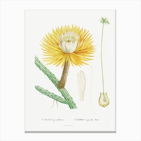 Cactus Grandiflorus, Pierre Joseph Redoute Canvas Print