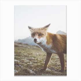 Wild Red Fox Canvas Print