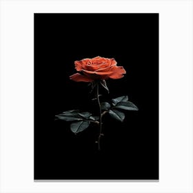 Single Rose On Black Background 50 Canvas Print