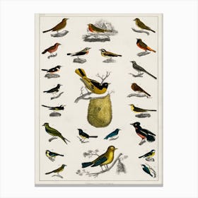 Collection Of Various Birds, Oliver Goldsmith 8 Canvas Print