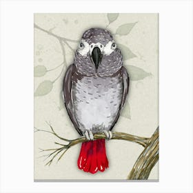 African grey parrot watercolor Canvas Print