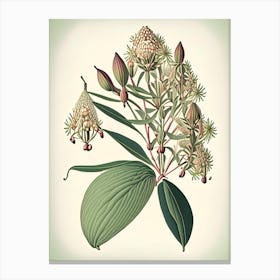 Whorled Milkweed Wildflower Vintage Botanical Canvas Print