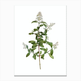 Vintage Wild Privet Botanical Illustration on Pure White n.0470 Canvas Print