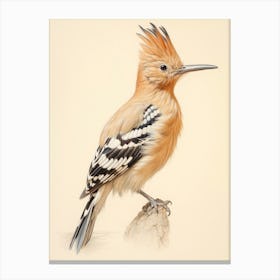 Vintage Bird Drawing Hoopoe 1 Canvas Print