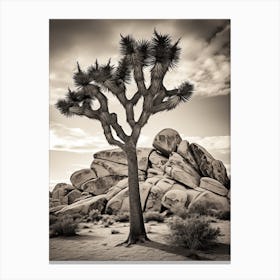 Joshua Tree In Mountain Foothill In South Western Style (1) Canvas Print