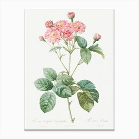 Carnation Petalled Variety Of Cabbage Rose, Pierre Joseph Redoute Canvas Print
