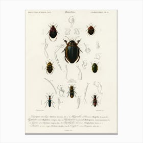 Different Types Of Beetles, Charles Dessalines D'Orbigny 4 Canvas Print
