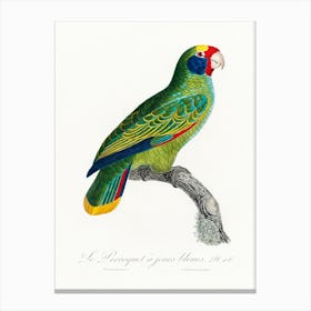 Red And Blue Amazon, From Natural History Of Parrots, Francois Levaillant Canvas Print