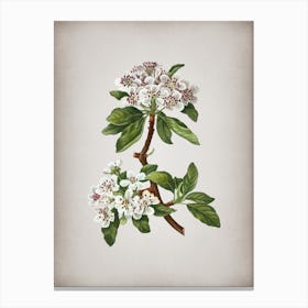 Vintage Almond Leaved Pear Botanical on Parchment n.0081 Canvas Print