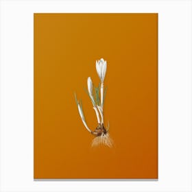 Vintage Spring Crocus Botanical on Sunset Orange Canvas Print