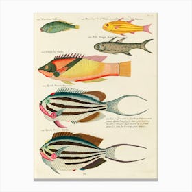 Colourful And Surreal Illustrations Of Fishes Found In Moluccas (Indonesia) And The East Indies, Louis Renard(54) Canvas Print