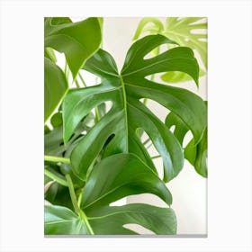 Monstera Canvas Print