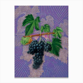 Vintage Lacrima Grapes Botanical Illustration on Veri Peri n.0122 Canvas Print