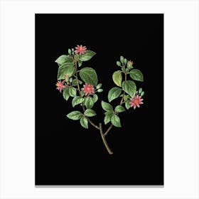 Vintage Crossberry Botanical Illustration on Solid Black n.0006 Canvas Print