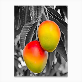 Mangoes On The Tree Canvas Print