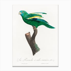 The White Winged Parakeet From Natural History Of Parrots, Francois Levaillant Canvas Print