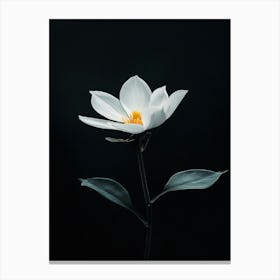 White Lotus Flower 1 Canvas Print