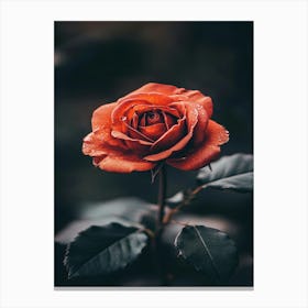 Rose Wallpaper 6 Canvas Print