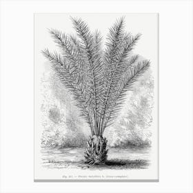 Vintage Palm Tree Art Print _2643195 Canvas Print