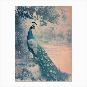 Vintage Peacock By The Water Cyanotype Inspired  1 Canvas Print