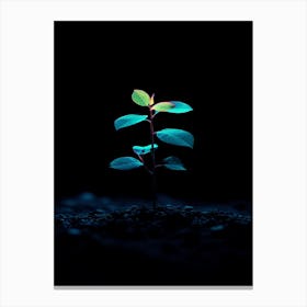 Small Plant In The Dark 6 Canvas Print