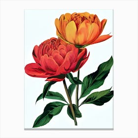 Peonies 9 Canvas Print