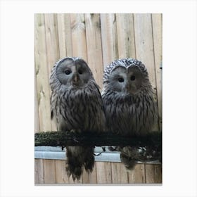 Two Owls 1 Canvas Print