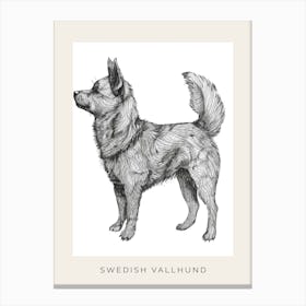Swedish Vallhund Dog Line Sketch 3 Poster Canvas Print