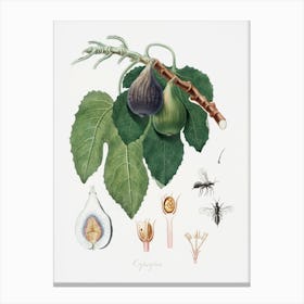 Fig (Fico) From Pomona Italiana (1817 - 1839), Giorgio Gallesio Canvas Print