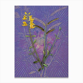 Vintage Spanish Broom Botanical Illustration on Veri Peri n.0403 Canvas Print