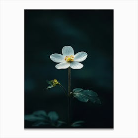 White Flower 3 Canvas Print