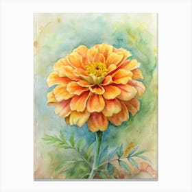 Zinnia 2 Canvas Print