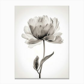 Floral Art 0008 X Ray 0000 X Ray Blumen 0002 Bp6586 Minimalist Soft Bright X Ray Scandinavian Minimalist 0f64391a 12ce Canvas Print