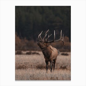 Western Bull Elk Canvas Print
