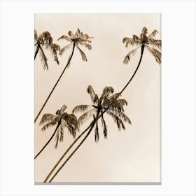 Palm Trees In Sepia Canvas Print