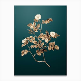 Gold Botanical Sweetbriar Rose on Dark Teal n.0785 Canvas Print
