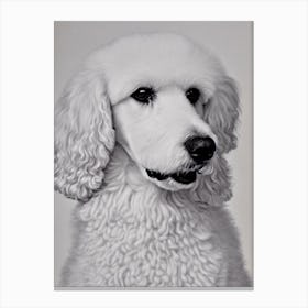 Poodle B&W Pencil dog Canvas Print