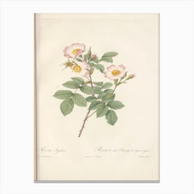 Rose Illustration, Pierre Joseph Redoute (91) Canvas Print