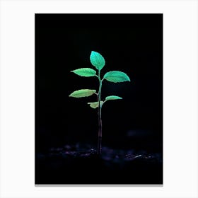 Green Plant In The Dark 3 Canvas Print