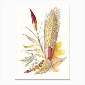Corn Silk Spices And Herbs Pencil Illustration 5 Canvas Print