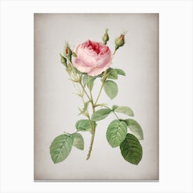 Vintage Double Moss Rose Botanical on Parchment n.0904 Canvas Print