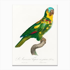 The Turquoise Fronted Amazon From Natural History Of Parrots, Francois Levaillant Canvas Print