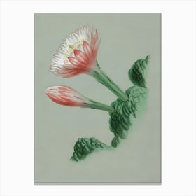 Cactus Flower 2 Canvas Print