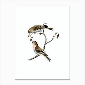 Vintage Common Linnet Bird Illustration on Pure White 1 Canvas Print