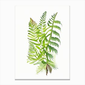 Evergreen Fern Wildflower Watercolour 1 Canvas Print
